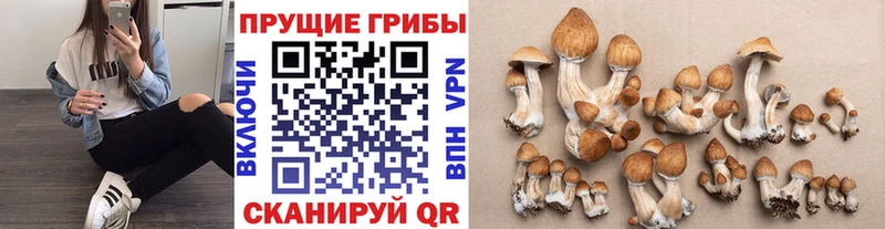 наркошоп Берёзовка Псилоцибиновые грибы GOLDEN TEACHER